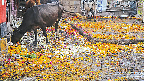 farmers facing problems due lockdown effect on flowers selling in nagpur