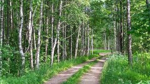 forest department action against encroachment in chandrapur