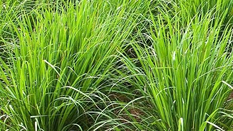 urea is useful to rice and grass increases invention of girl in ratnagiri