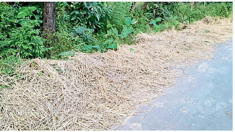 dry grass for animals it problematic to farmers for this year due to heavy rain in ratnagiri
