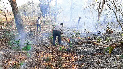 गडचिरोली : जंगलातील आग विझवताना अधिकारी.