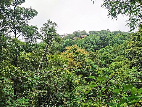 गडचिरोली : जोडामेट्टा डोंगरावरून दिसणारे विहंगम दृश्य.