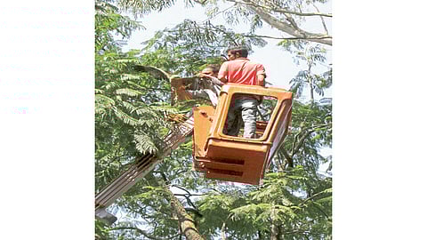 मांजामध्ये अडकलेल्या घारीला तब्बल सहा दिवसांनी जीवदान