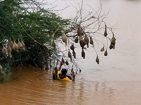 panchganga Flood birds rescued by youngers in kolhapur