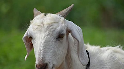 Goat Death News