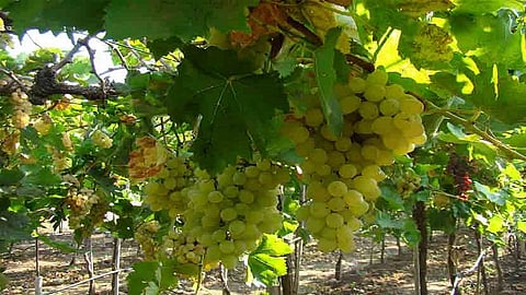 grapes farm.jpg