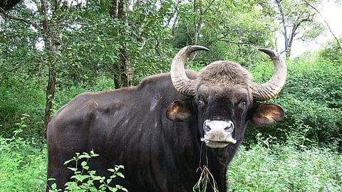 the Gaur was killed and burned out in vaibhavwadi kokan marathi news