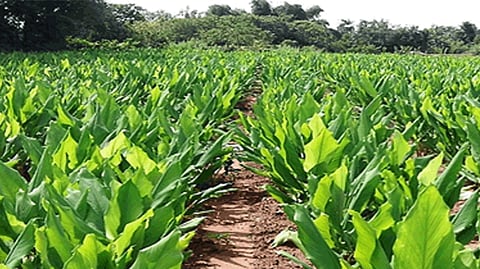 turmeric crop
