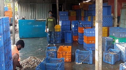 Fish prices fell in Harne port