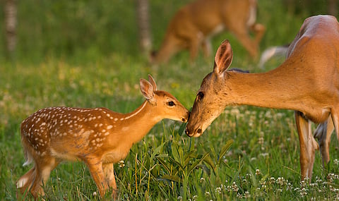 Deer hunting in Ner taluka of Yavatmal district