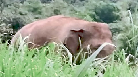 elephant destroy farming in chandgad ajara kolhapur