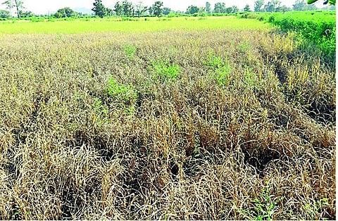 leaf hopper on rice crop in tekadi of nagpur