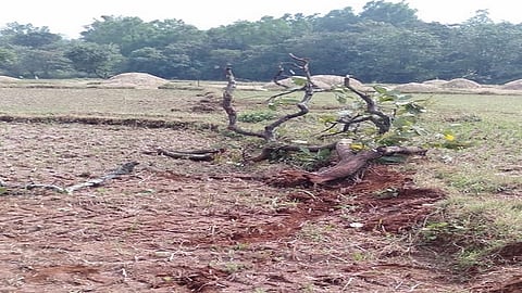 Damage To Agriculture In Ajara Taluka Caused By Tusker Elephant Kolhapur Marathi news