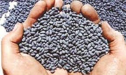 बीटी कपाशी बियाण्यांची आजपासून विक्री