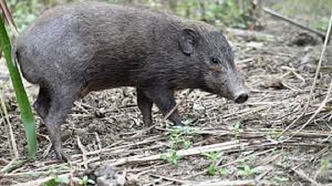 Large number of pigs in Mohan nagar wardha