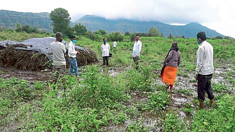 जावळीत तहसीलदार थेट बांधावर, पिकांच्या नुकसानीची पाहणी