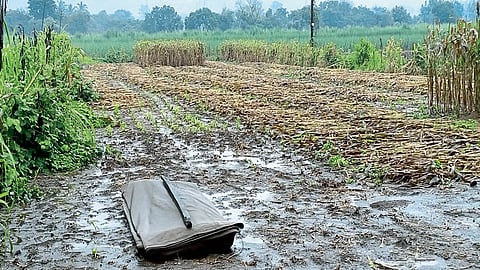कऱ्हाड-पाटणात वरुणराजाचे रौद्ररुप, खरीप पिकांची मोठी हानी