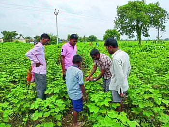 बोंडअळी नियंत्रणासाठी आता "टायकोकार्ड'