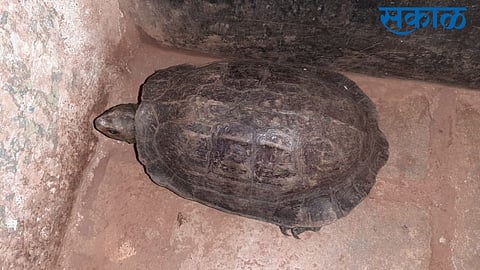 Turtle found walking in ST bus