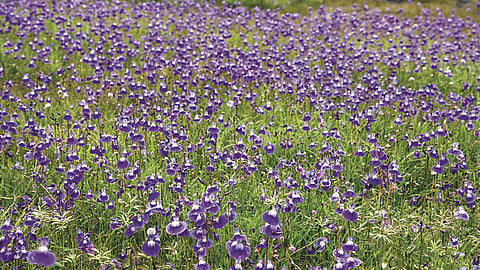 कास व्यवस्थापन समितीवर फौजदारी कधी?