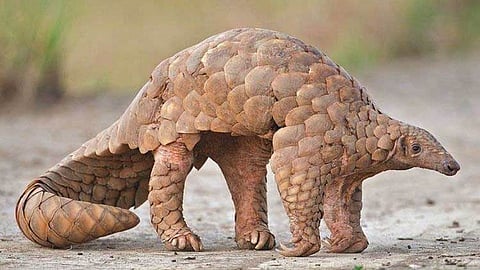 खवल्या मांजराची तस्करी रोखण्यासाठी शासनाकडून अभ्यास गट स्थापन; पर्यावरण अभ्यासकांसह अधिकाऱ्यांचा समावेश