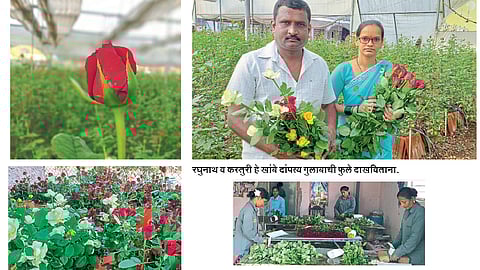 पॉलिहाउसमधील गुलाबशेतीत तयार केली ओळख