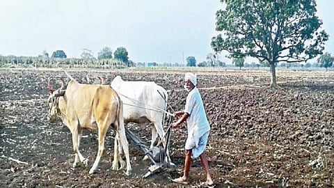 kharif.jpg