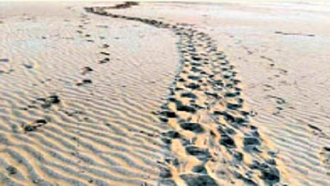 Turtle 122 eggs protected in dapoli ratnagiri