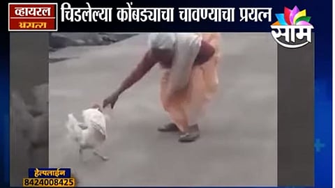 Viral Satya : कोंबड्याच्या हल्ल्याने आजीबाई हैराण (Video)