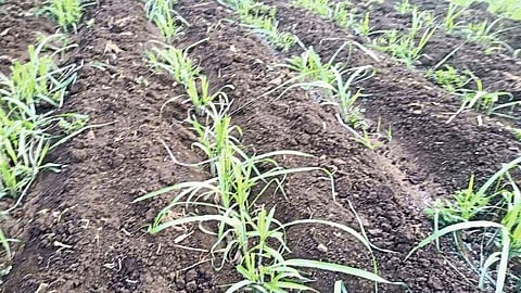 Damage Agriculture In Kamewadi, Chinchane Area Kolhapur Marathi News