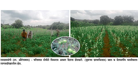 लाडसावंगी परिसरात दोनशे एकर क्षेत्रावर टोमॅटो लागवड