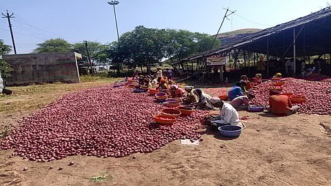 lasalgaon onion 456.jpg