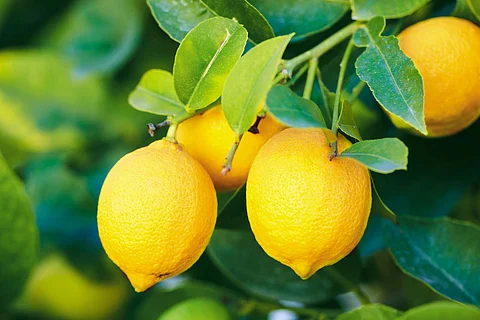 Farmers in trouble due to fall in lemon prices by traders
