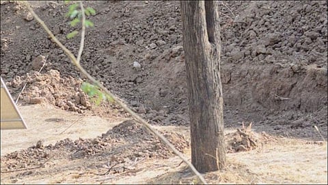 Can You Spot The Leopard In This Viral Pic? Its Hiding In Plain Sight