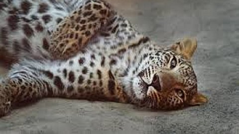 leopard death in nathawde pashtewadi in sindhudurg