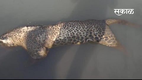 leopard found dead in selu of wardha