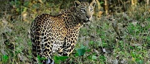 Leopard caught in a trap at Ghagrewadi released into its natural habitat