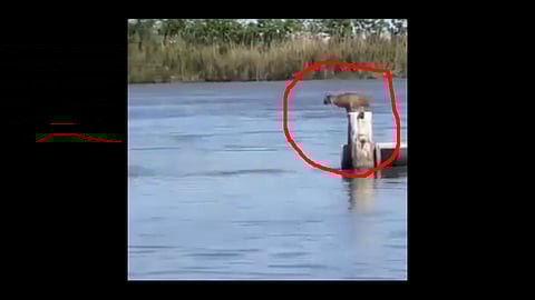 leopard crossed broken bridge by jump this video viral
