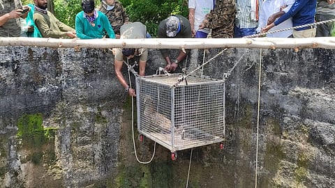 Safely Rescued Leopard Cub From Well