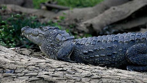 crocodile seen in gallery today morning in sindhudurg sawantwadi