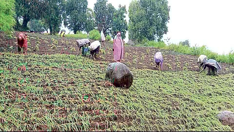 महाबळेश्वर तालुक्यातील शेतकऱ्यांनी यंदा नाचणीस का दिले प्राधान्य ? वाचा सविस्तर