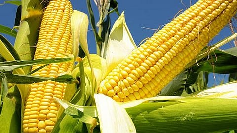 maize.jpg