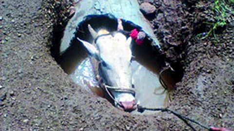 फुटलेल्या पाईपात अडकलेल्या गायीची सुटका
