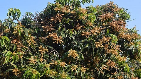 this year mango season late for 15 days due to changes in atmosphere in ratnagiri said farmers