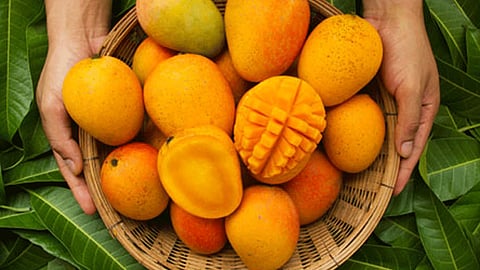 Mango trees Mohar since November 2020