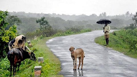 rainy atmosphere effects on mango crop in konkan area