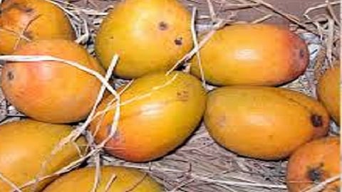situation of mango horticulturalist are in critical situation in konkan