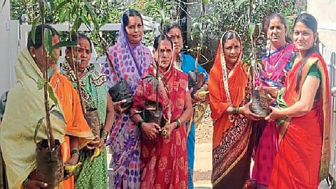 brother marriage two sister gifted a 200 mango saplings for a ladies who come in nepali belgaum