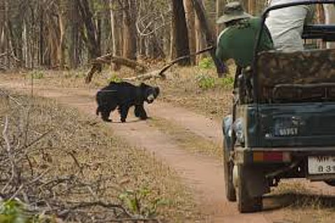 melghat jungle safari