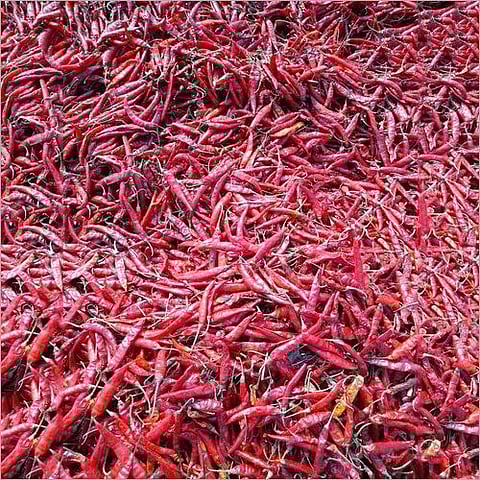 Red chillies become red chillies